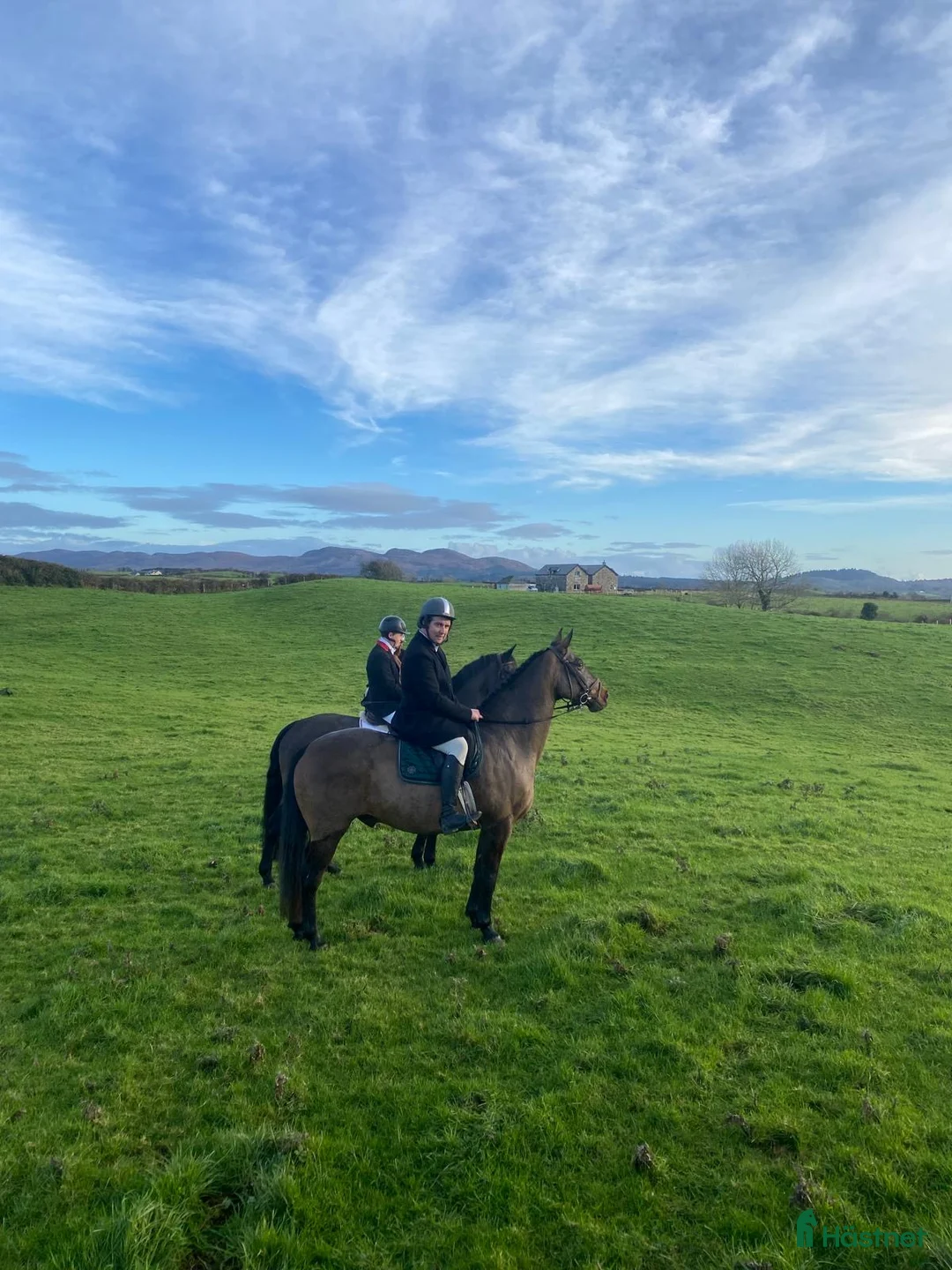 Allround hästar till salu: Allrounder horses i Ljungby - Annons 6