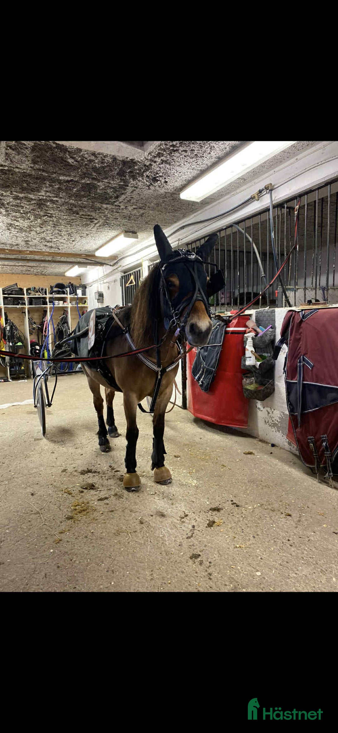 Allround hästar till salu: Snällt Russsto säljes i Umeå - Annons 3