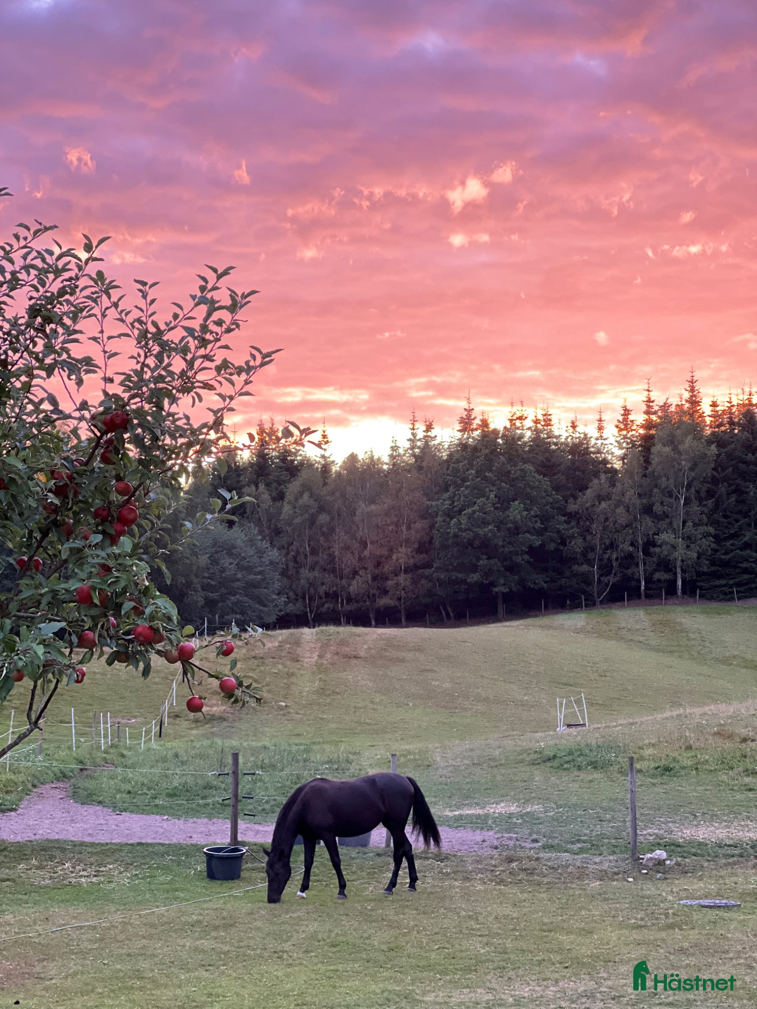  stallplats Lediga boxplatser i lugnt stall - Annons 7