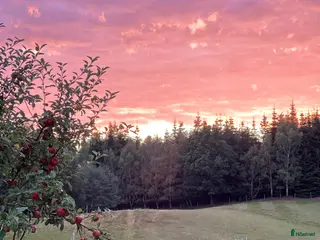 stallplats Lediga boxplatser i lugnt stall - Annons 8