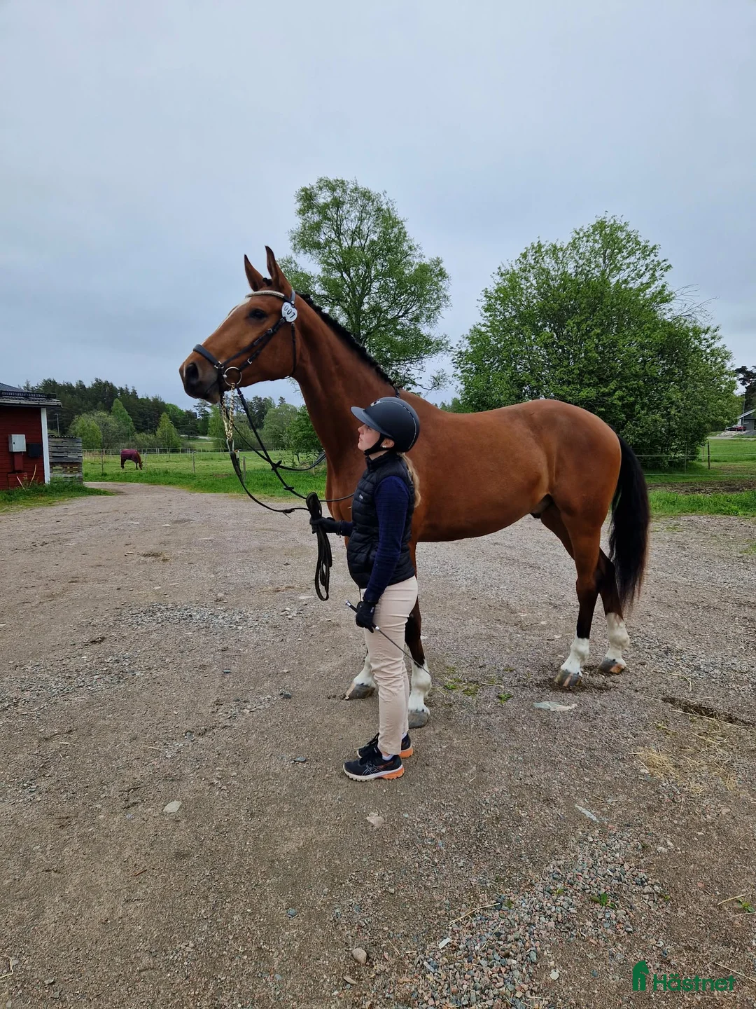 Hoppning hästar till salu: Finaste Victor  i Viksjöfors - Annons 5