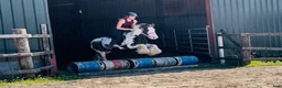 Allround hästar till salu: Super 128 gelding  - Annons 9