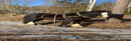 Allround hästar till salu: Valack - Annons 4