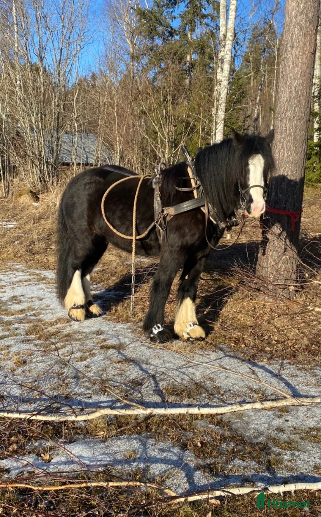 Allround hästar till salu: Valack - Annons 4