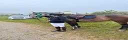 Hoppning hästar till salu: Trevlig D ungponny  - Annons 2