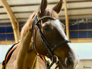 hästar Läromästare Allround - Annons 18