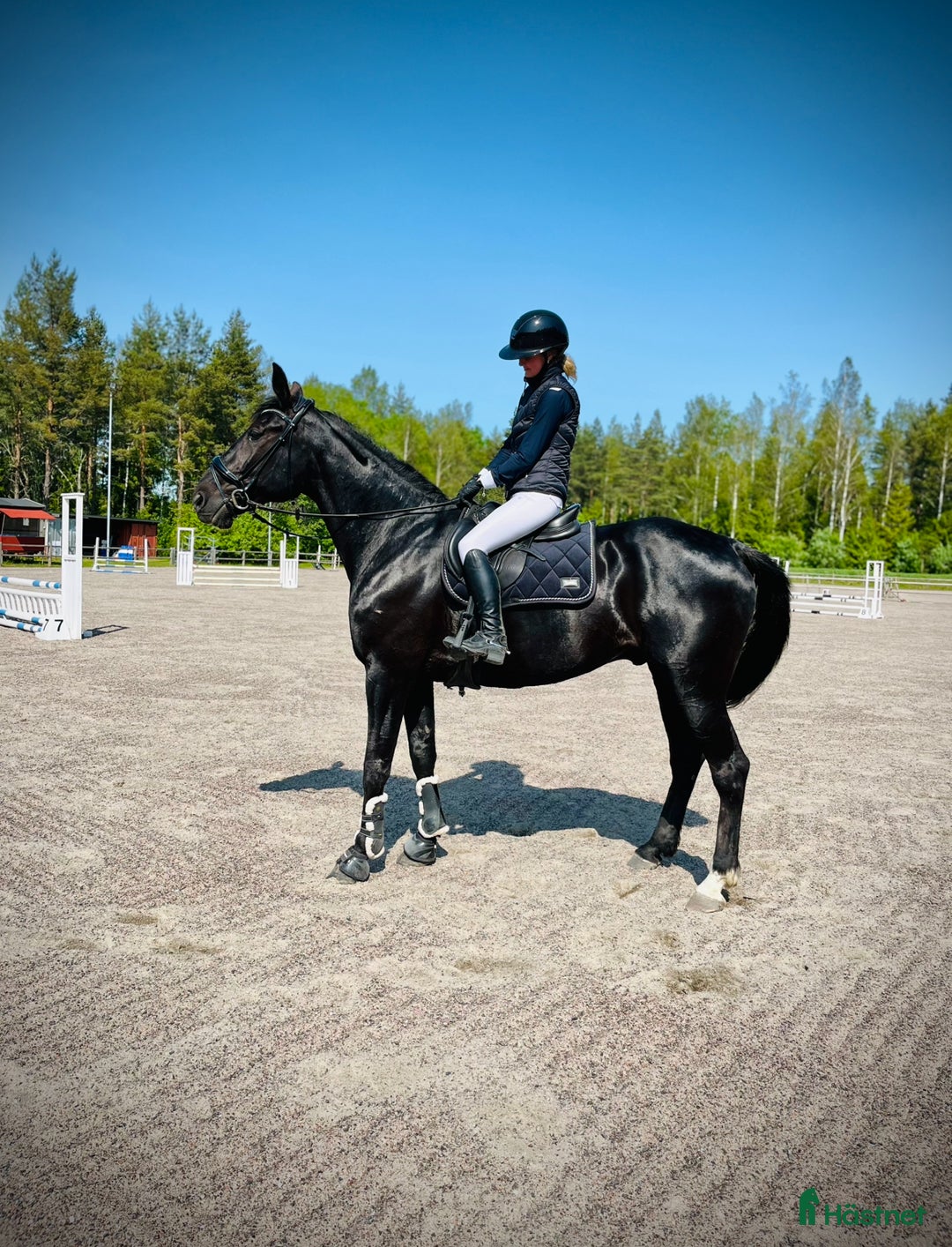 Allround hästar till salu: Blivande ridtravare i Kumla - Annons 3