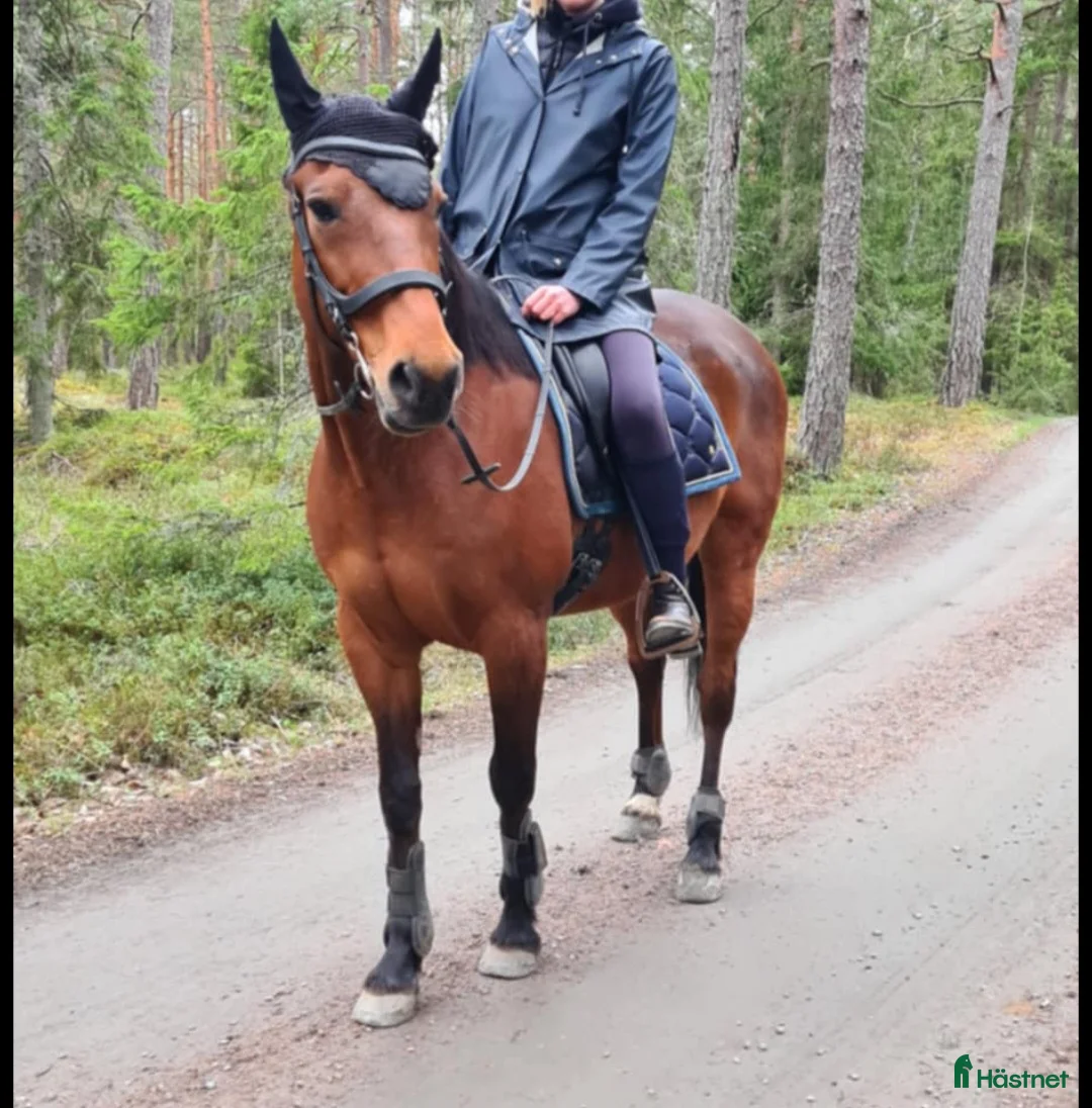 Allround hästar till salu: En otrolig kompis  - Annons 4