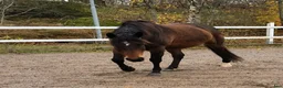 Akademiskt hästar till salu: Ponny söker vuxen för alltidmänniska i Torslanda - Annons 2
