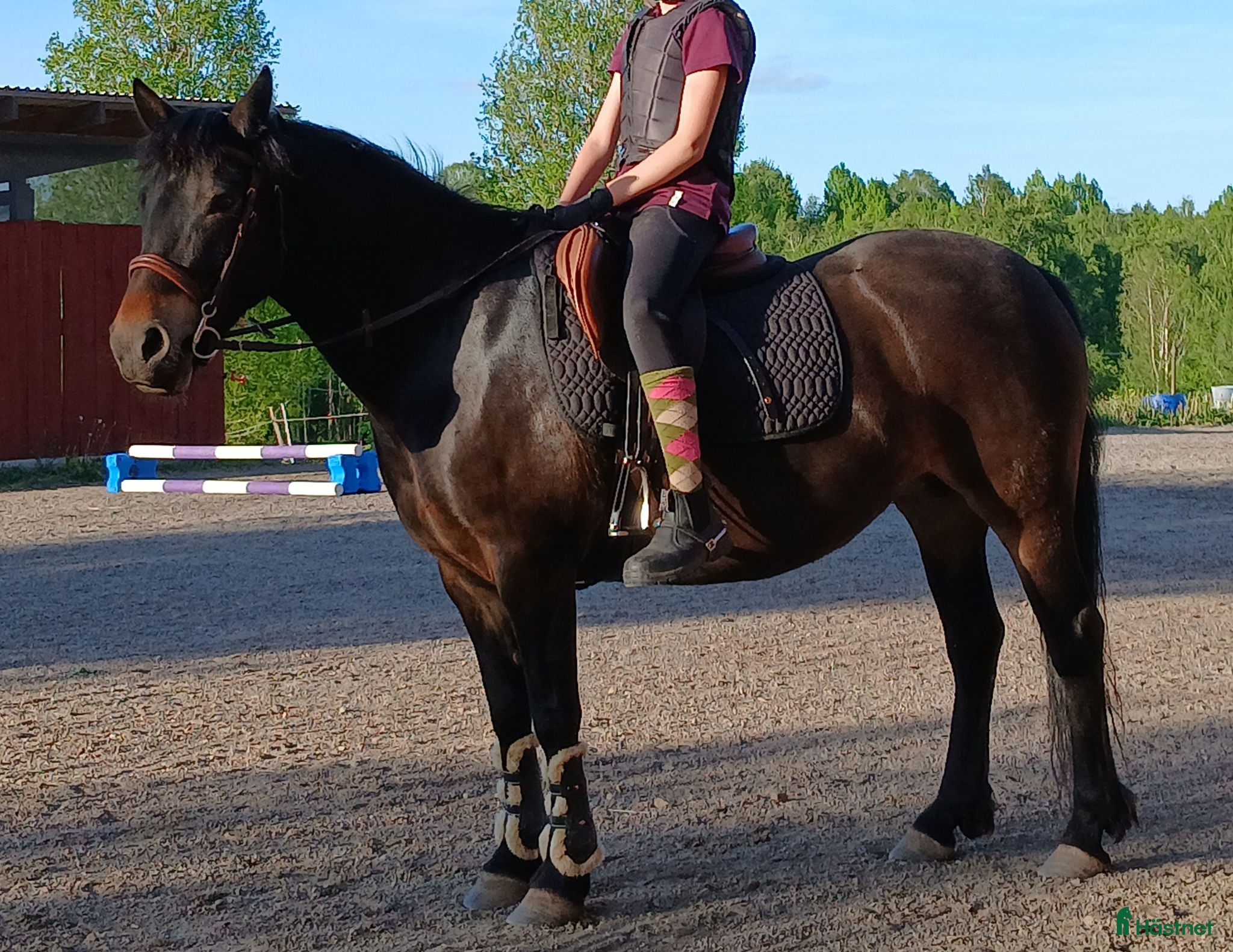  hästar Trevlig ponny för skog och allsidig ridning - Annons 18