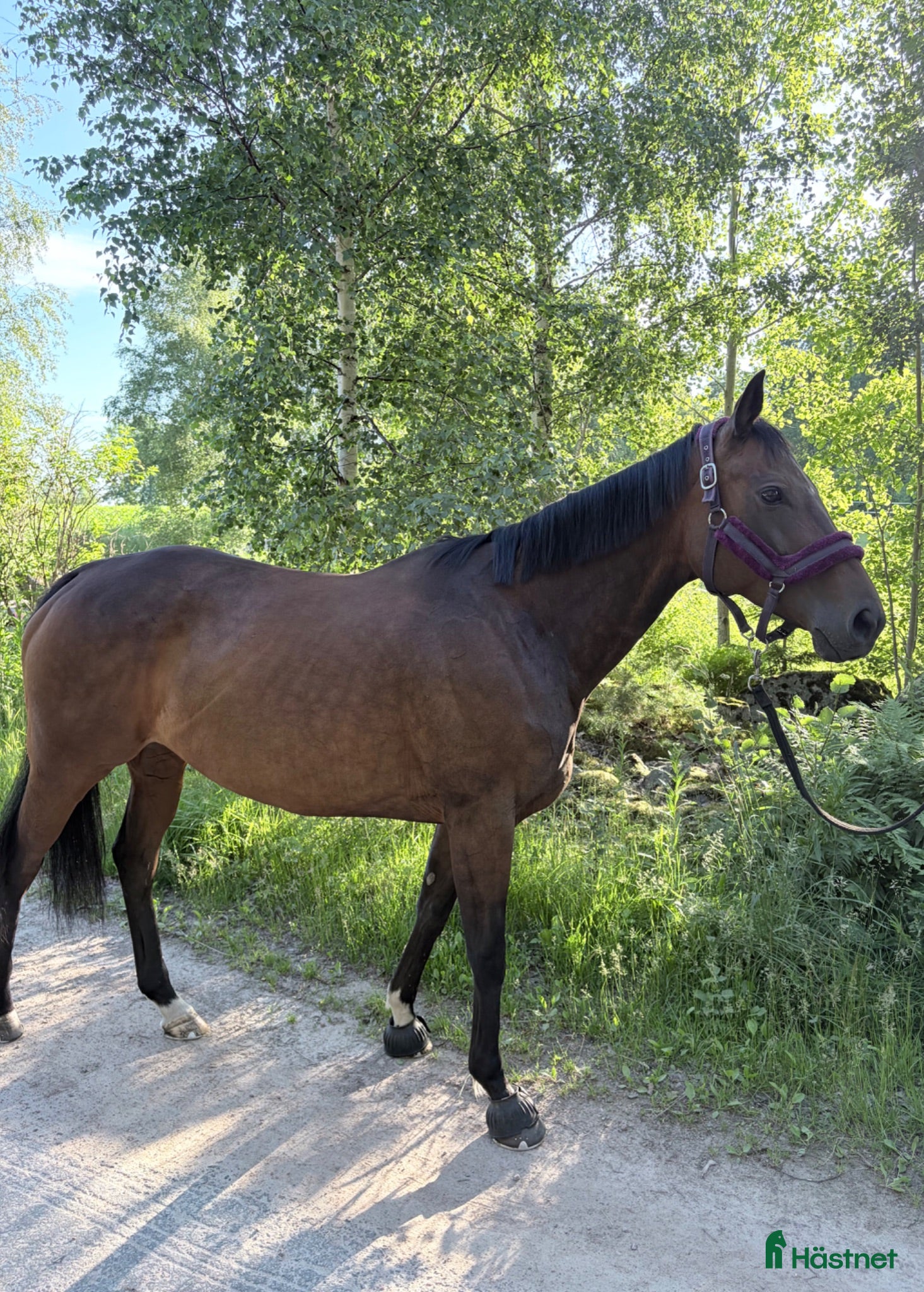  hästar ❤️Prima Kalejs❤️ - Annons 1