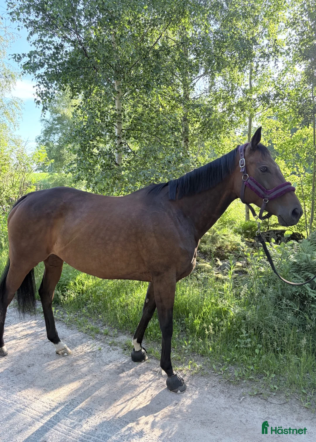 Allround hästar till salu: ❤️Prima Kalejs❤️ i Korsberga - Annons 1