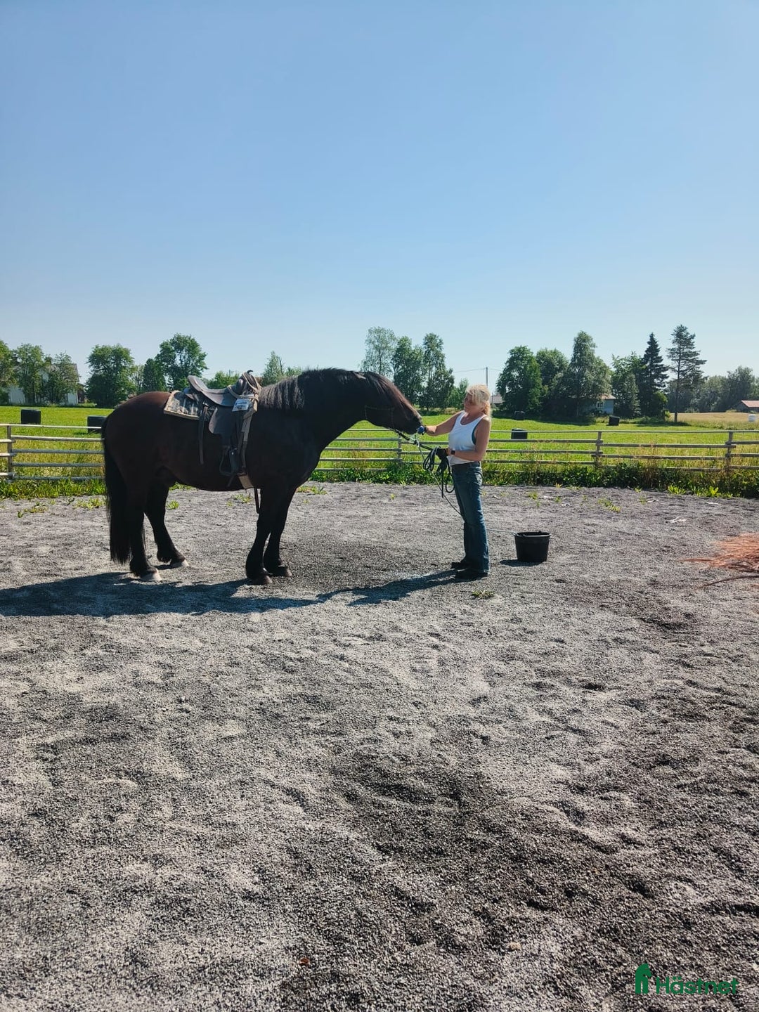Övrigt hästar till salu: Nordsvensk valack i Lit - Annons 4