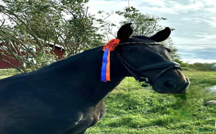  hästar i Ingarö - Annons 10