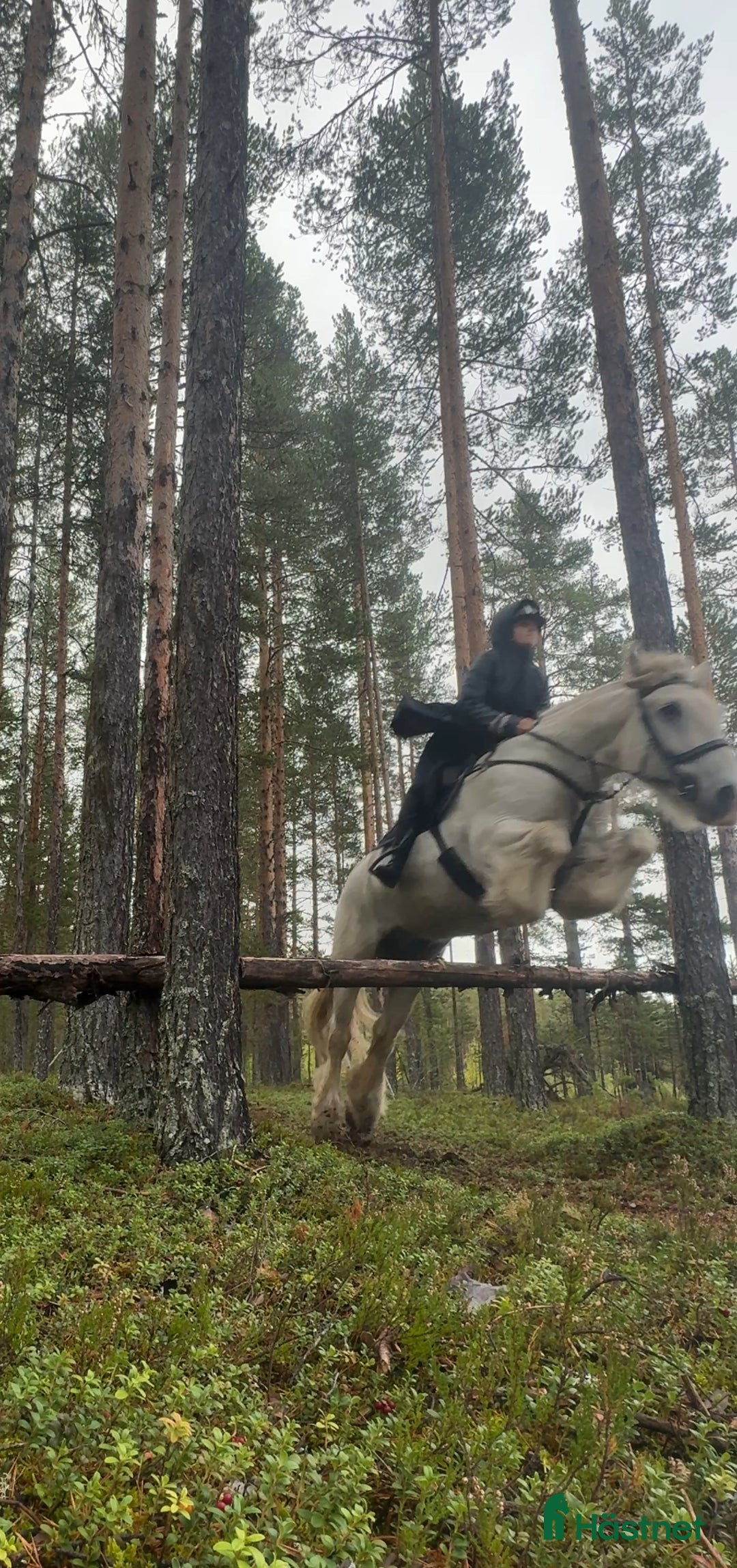 Allround hästar till salu: Drömhäst  i Ljungaverk - Annons 16
