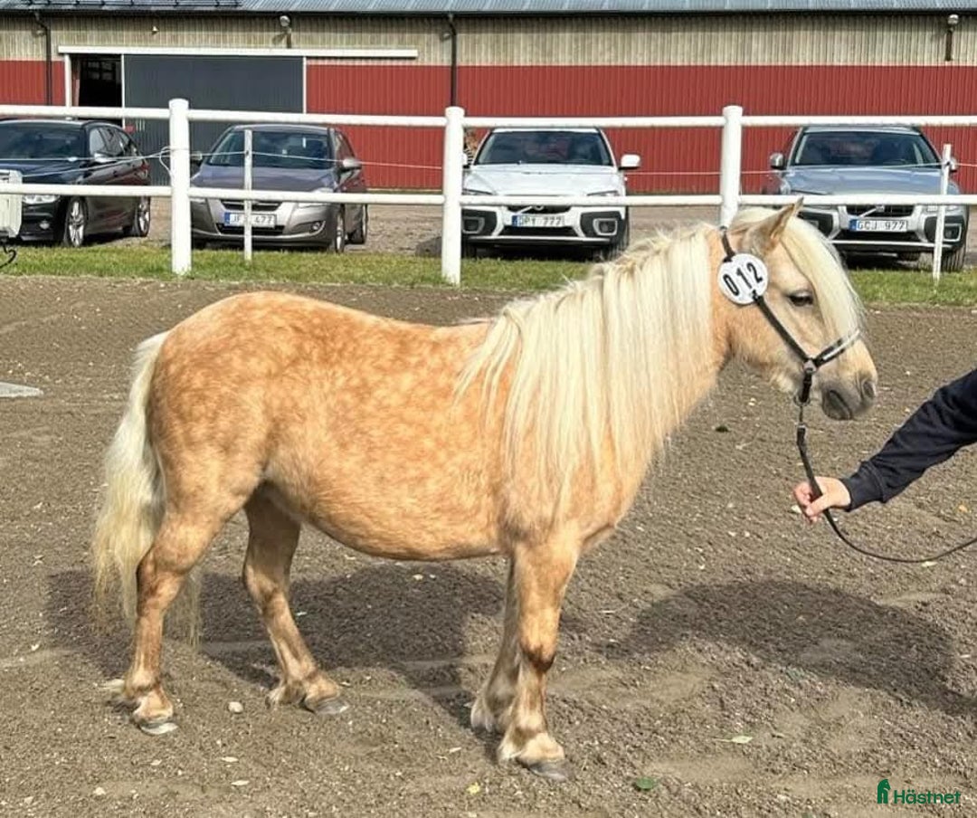 Allround hästar till salu: Isabellsto Avelsvärderad 39p. Riden  i Strömsholm - Annons 1