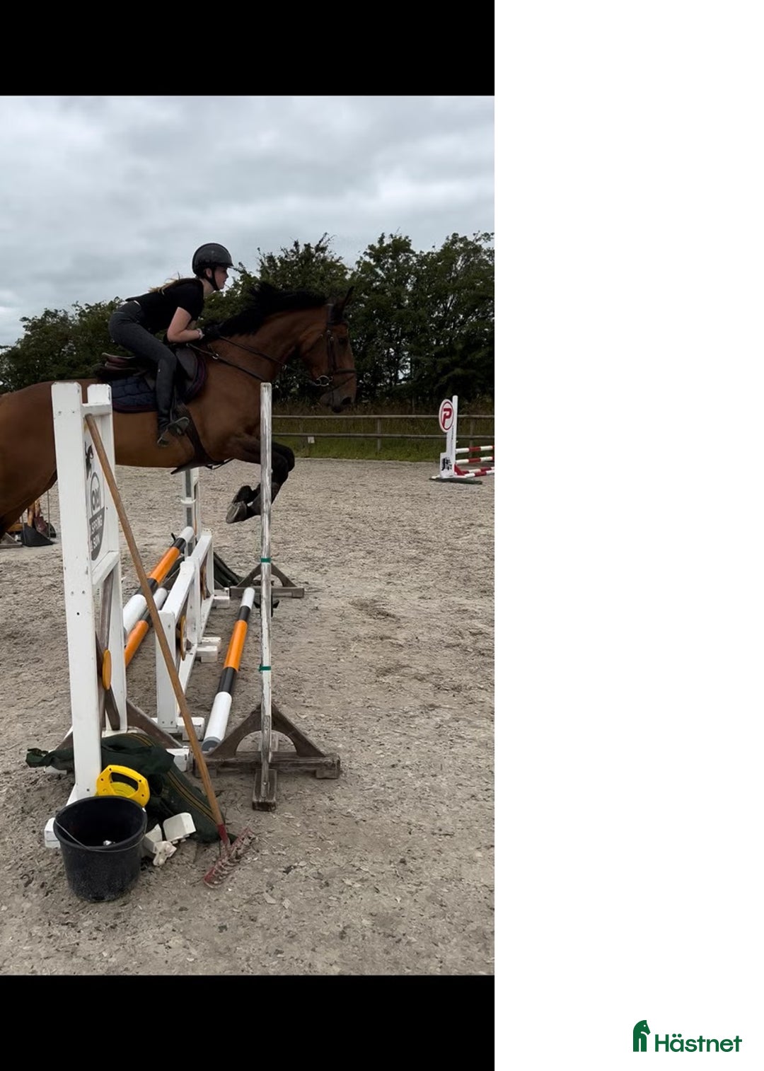 Hoppning hästar till salu: Snill spranghest med stor kapasitet i Nittedal - Annons 5