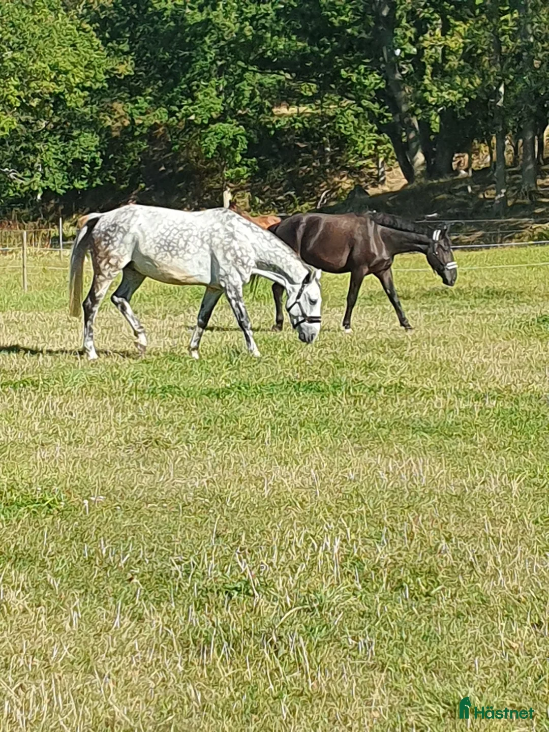  foderhäst finnes: Sommarhästar uthyres - Annons 3