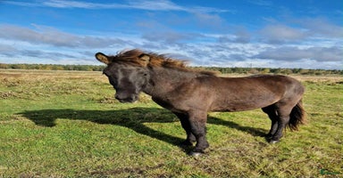  hästar Teitur från Rönnehill, född 2024, hingst!  i Blentarp - Annons 4