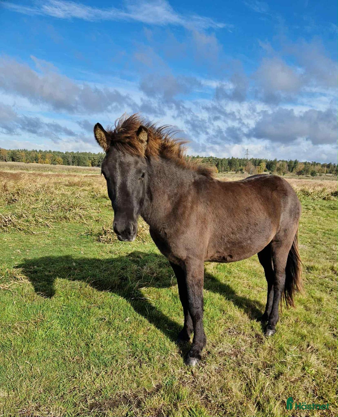 Island hästar till salu: Teitur från Rönnehill, född 2024, hingst!  i Blentarp - Annons 2