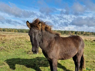 hästar i Råå - Annons 18