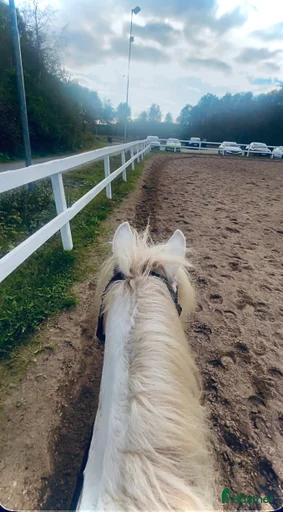 Galleribild {{count}}