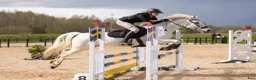 Allround hästar till salu: Hjärteponny  - Annons 1