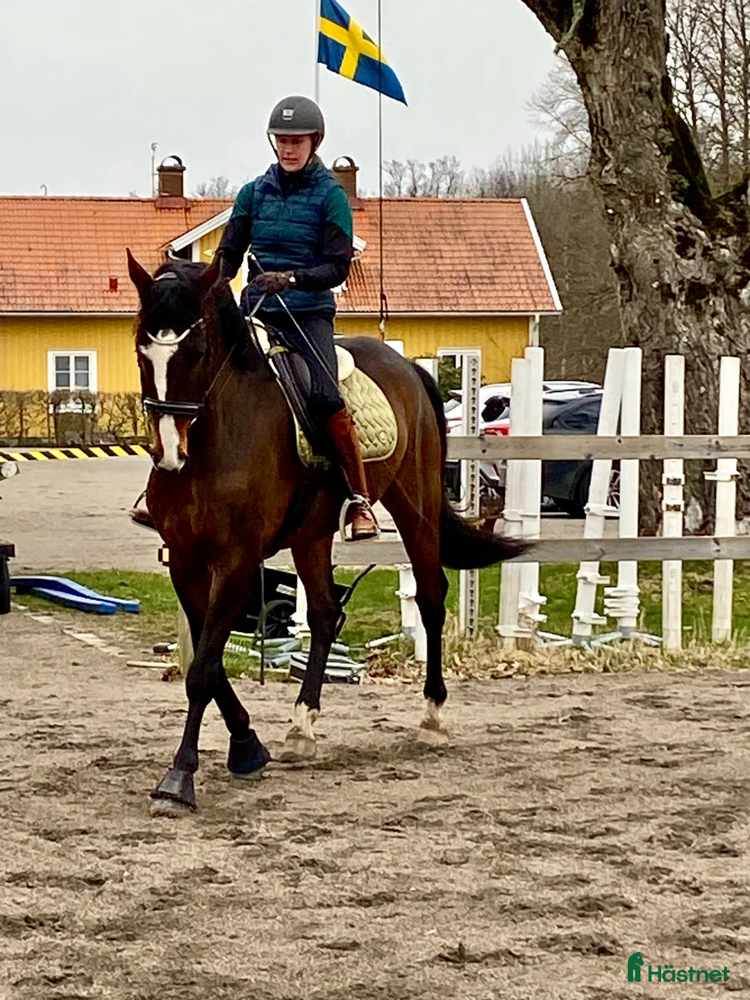 Dressyr hästar till salu: Underbara Nigel - Annons 1