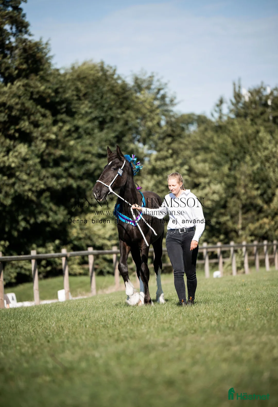 Allround hästar till salu: Fin shire hingst i Lekeryd - Annons 5