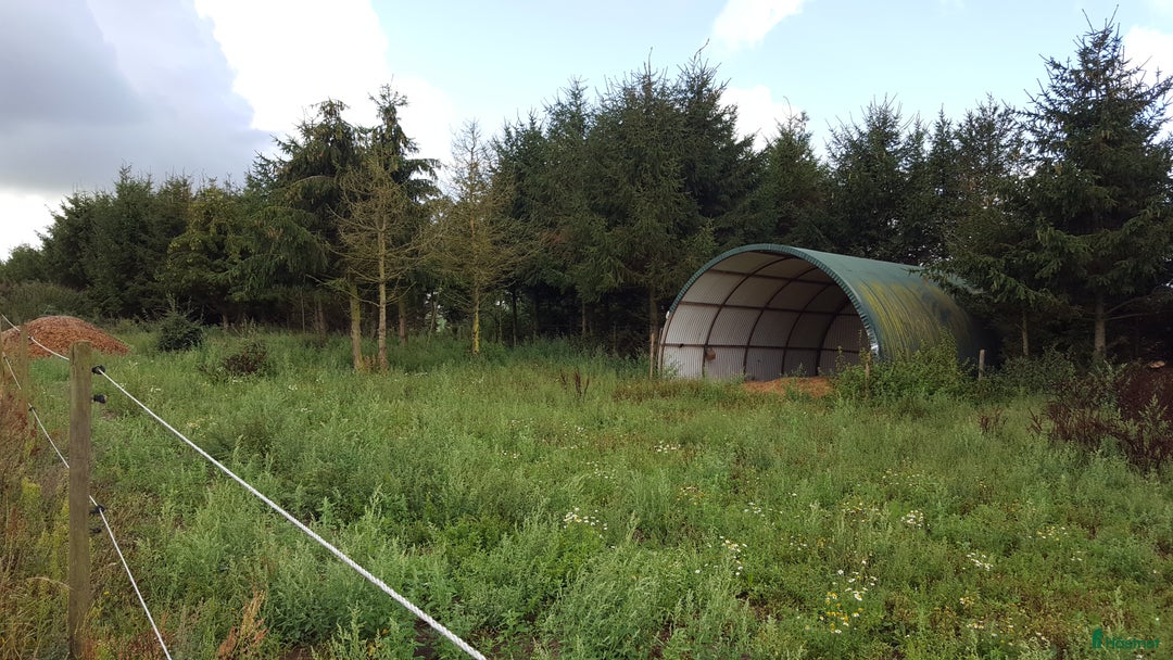  stallplats finnes: Lösdriftplats ledig i Staffanstorp - Annons 4