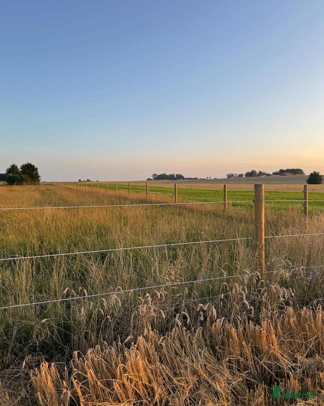  stallplats finnes: Lösdriftsplats för islandshäst utanför Helsingborg i Vallåkra - Annons 3