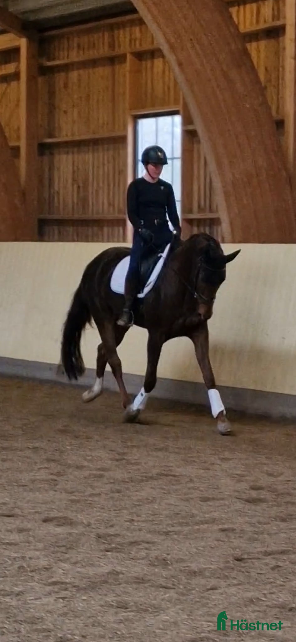  hästar Dressyrhäst med fin stam - Annons 2