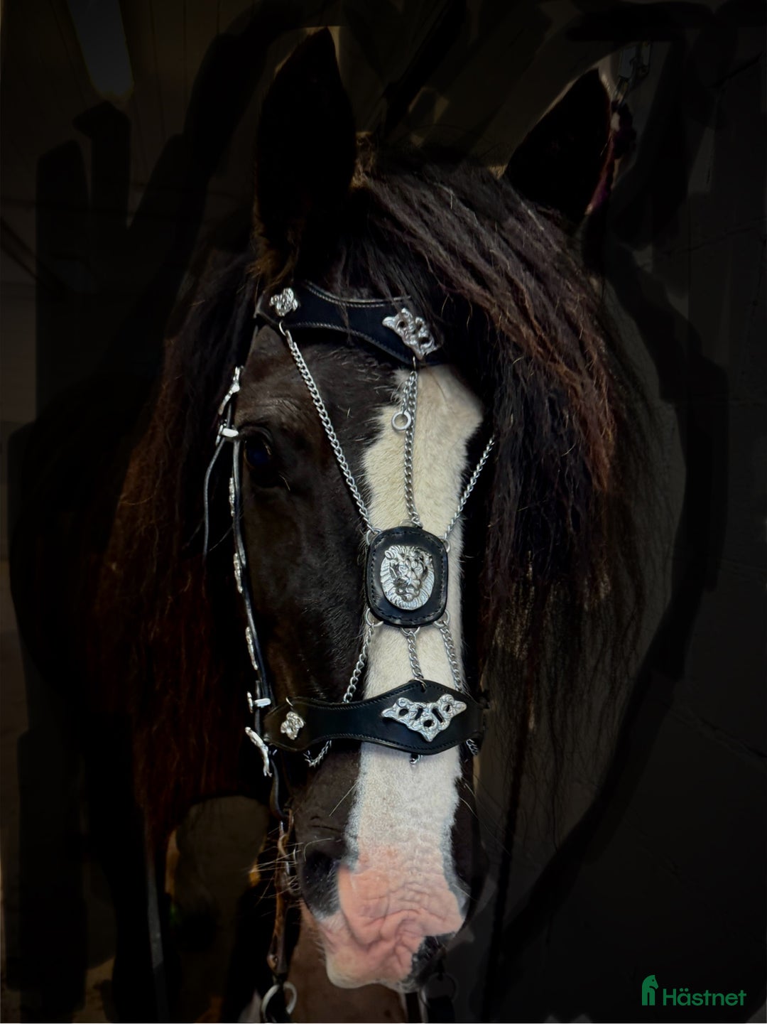 Träns hästutrustning till salu: Nya Portugisiska/akademiska träns i Matfors - Annons 1