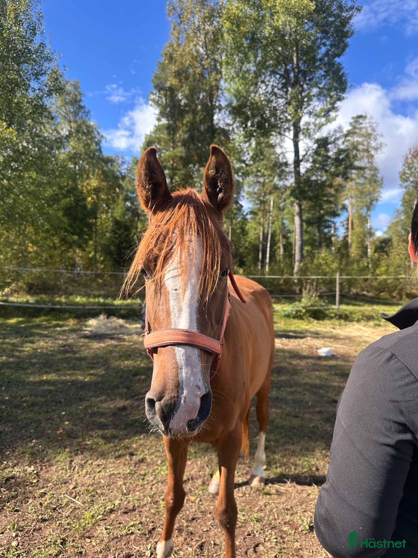 hästar ✨ CHARMIGT FRAMTIDSÄMNE – C-PONNY STO F. 2022 ✨ - Annons 2