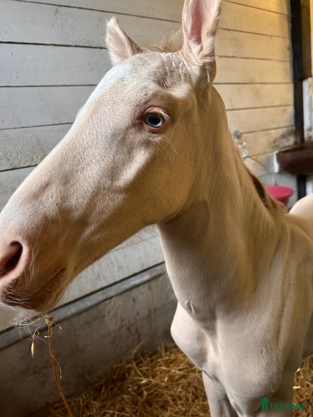 Allround hästar till salu: Svenskfödda kvalitetsston PRE och Perlino hingst  i Ullared - Bild 8