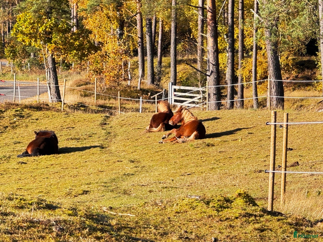  stallplats finnes: Granetorps Framtid 🥰 - lösdrift för islandshästar i Tyringe - Annons 4