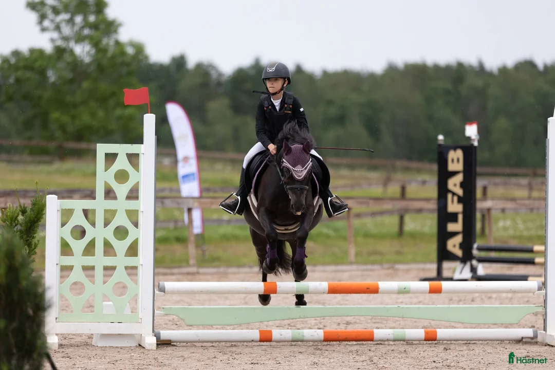 Allround hästar till salu: Charmig ponny - Annons 1