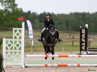 hästar Charmig ponny - Annons 14