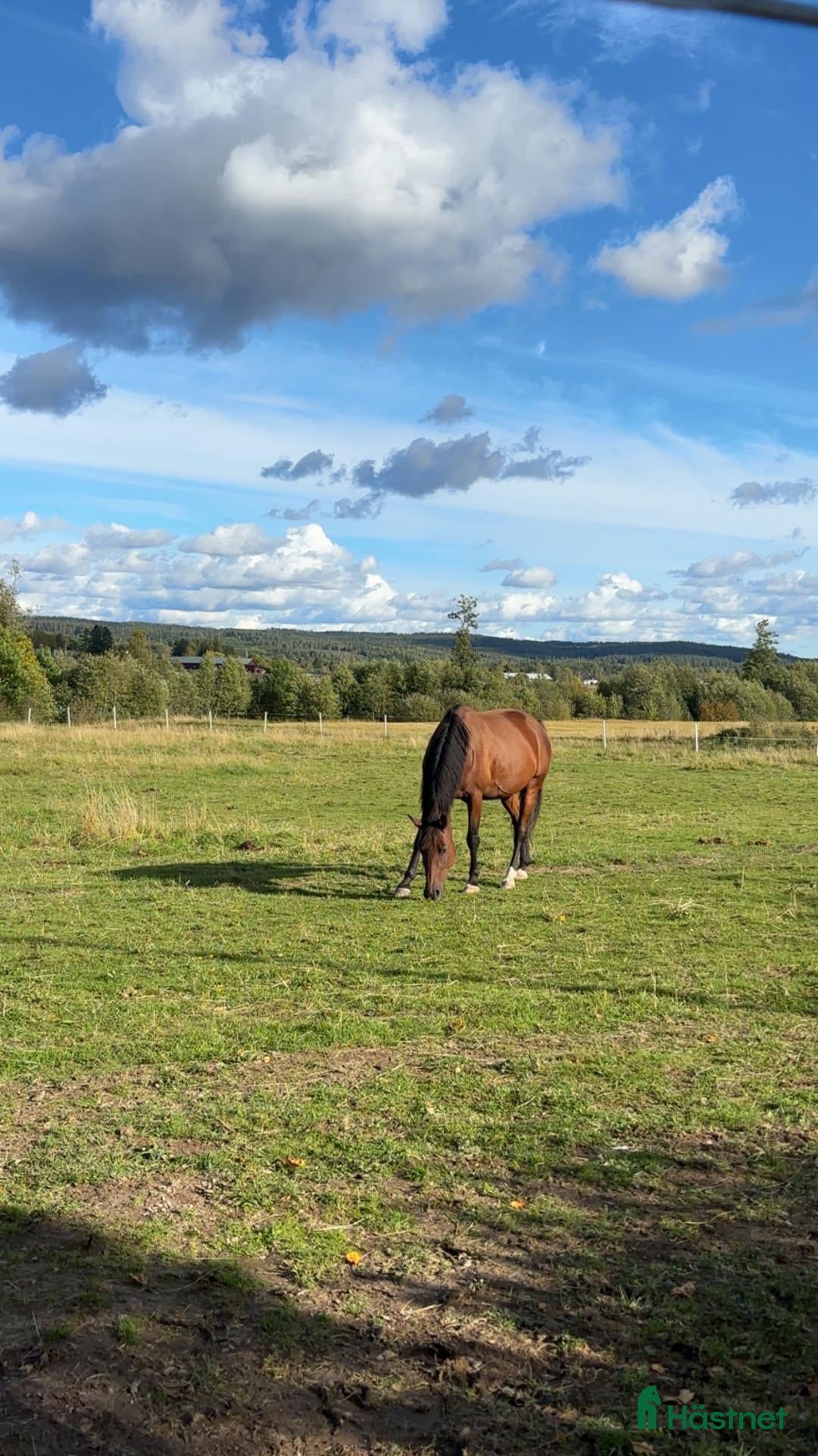  hästar till salu: Trogen och okomplicerad valack söker sitt nya hem - Annons 10