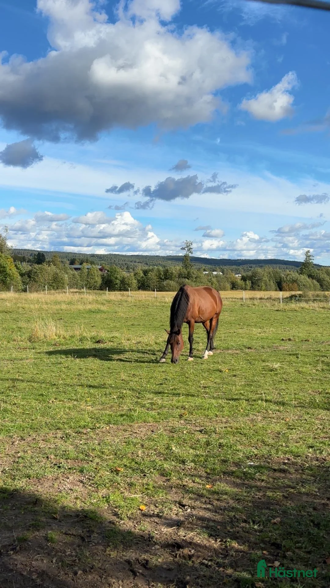Övrigt hästar till salu: Trogen och okomplicerad valack söker sitt nya hem i Västra Ämtervik - Annons 1