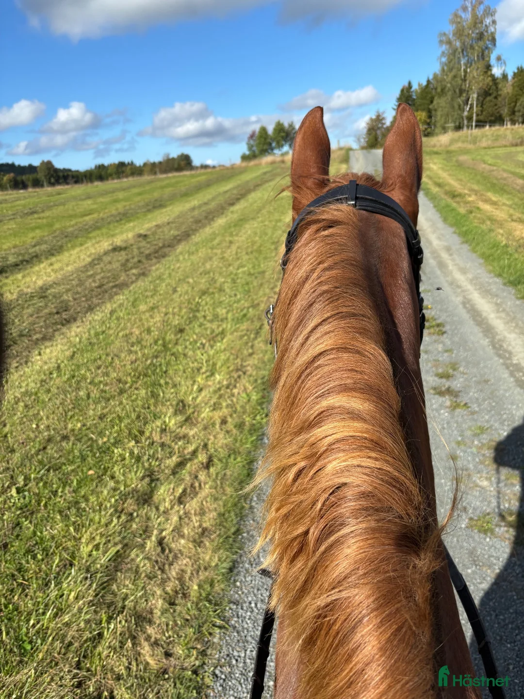  stallplats finnes: Stallplats med mycket service i Forserum - Annons 7