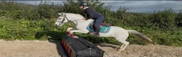 Hoppning hästar till salu: Super 138 pony - Annons 5