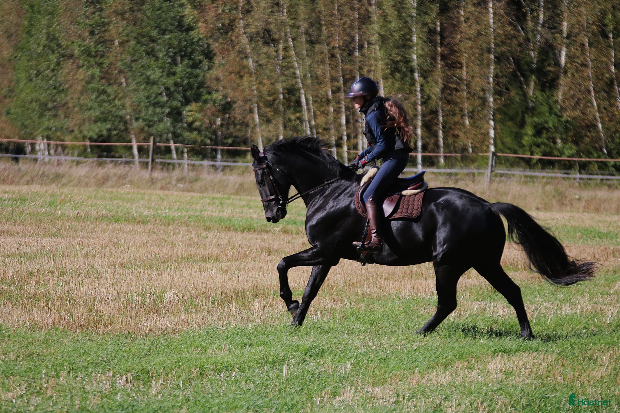  hästar Vänlig, vacker och kapabel  - Annons 1