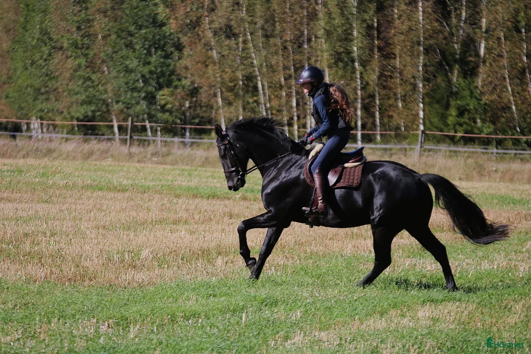 Allround hästar till salu: Vänlig, vacker och kapabel  - Annons 1