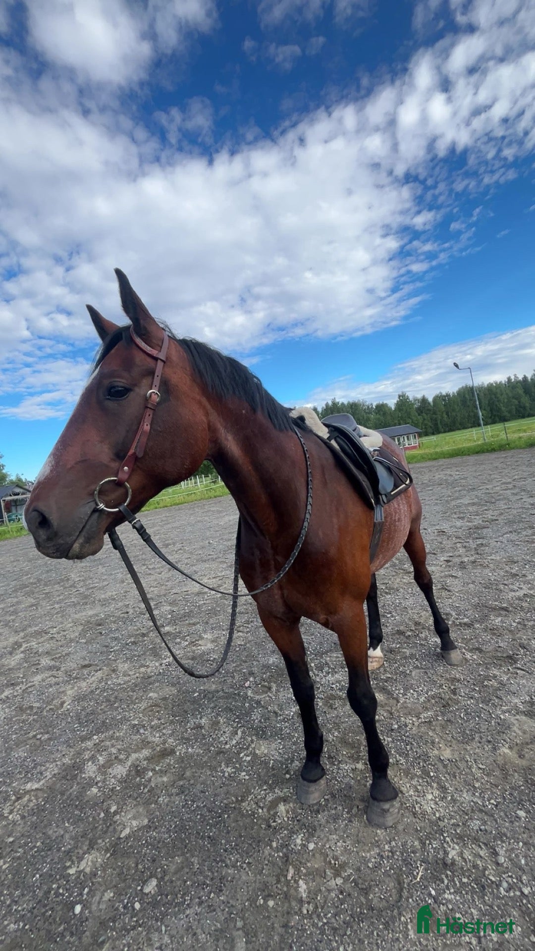  hästar Valack med mycket personlighet  - Annons 1