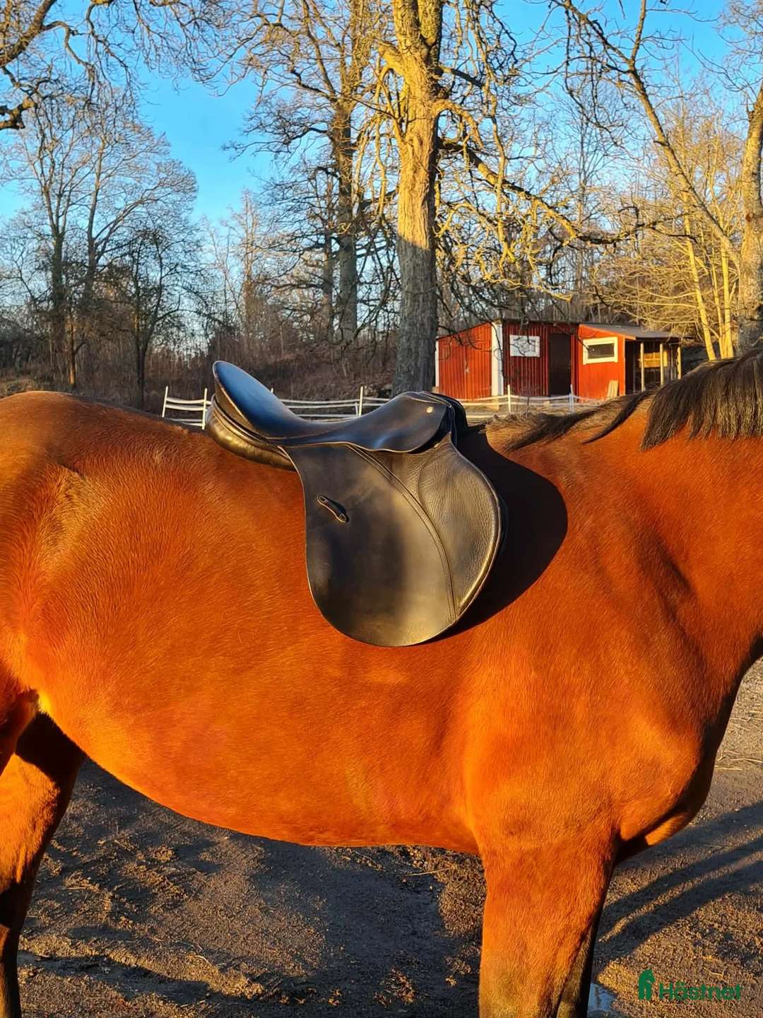 Sadlar hästutrustning till salu: Passier allround sadel - Annons 1