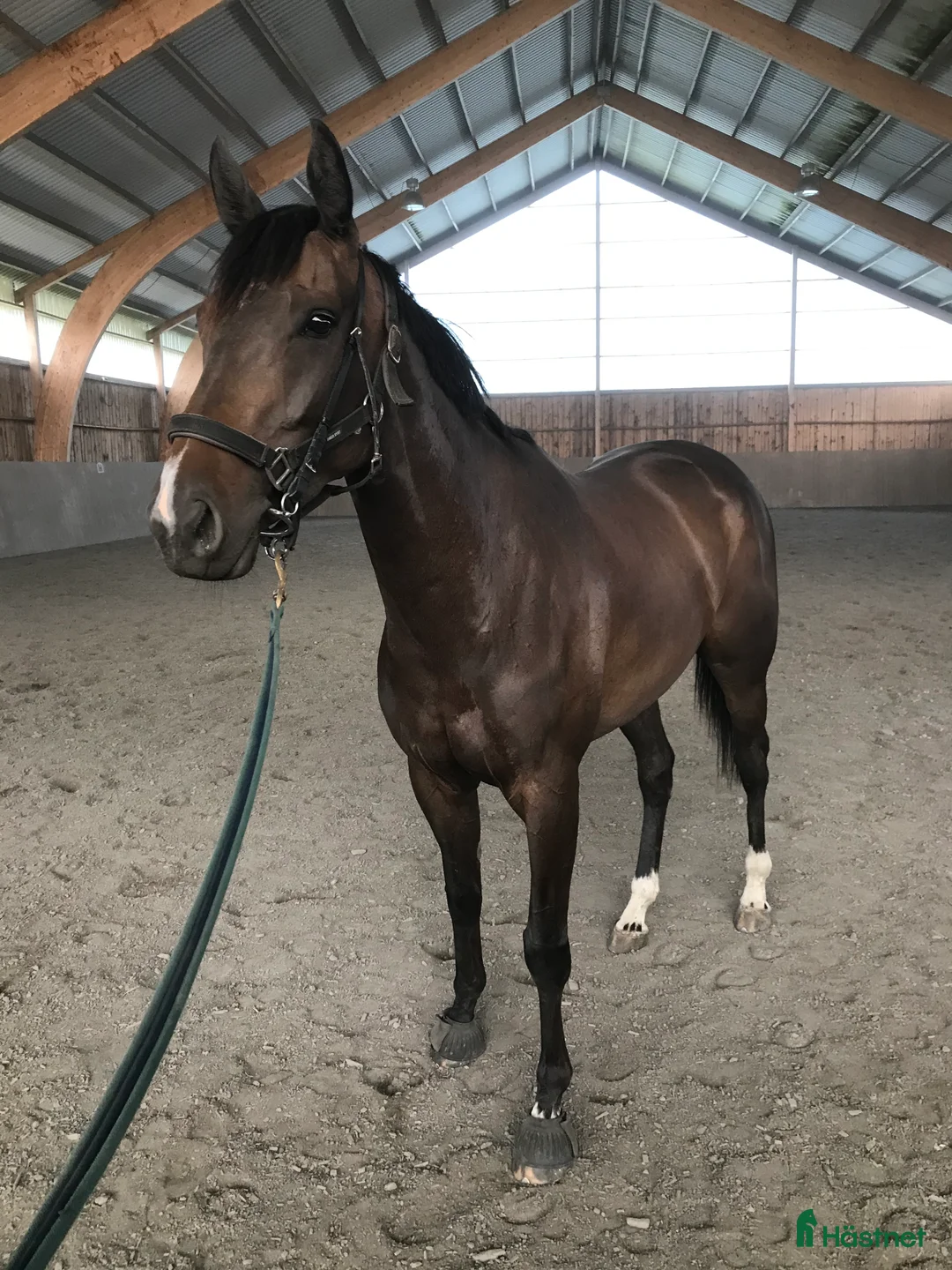 Allround hästar till salu: 9-årigt fullblodssto  i Killeberg - Annons 1