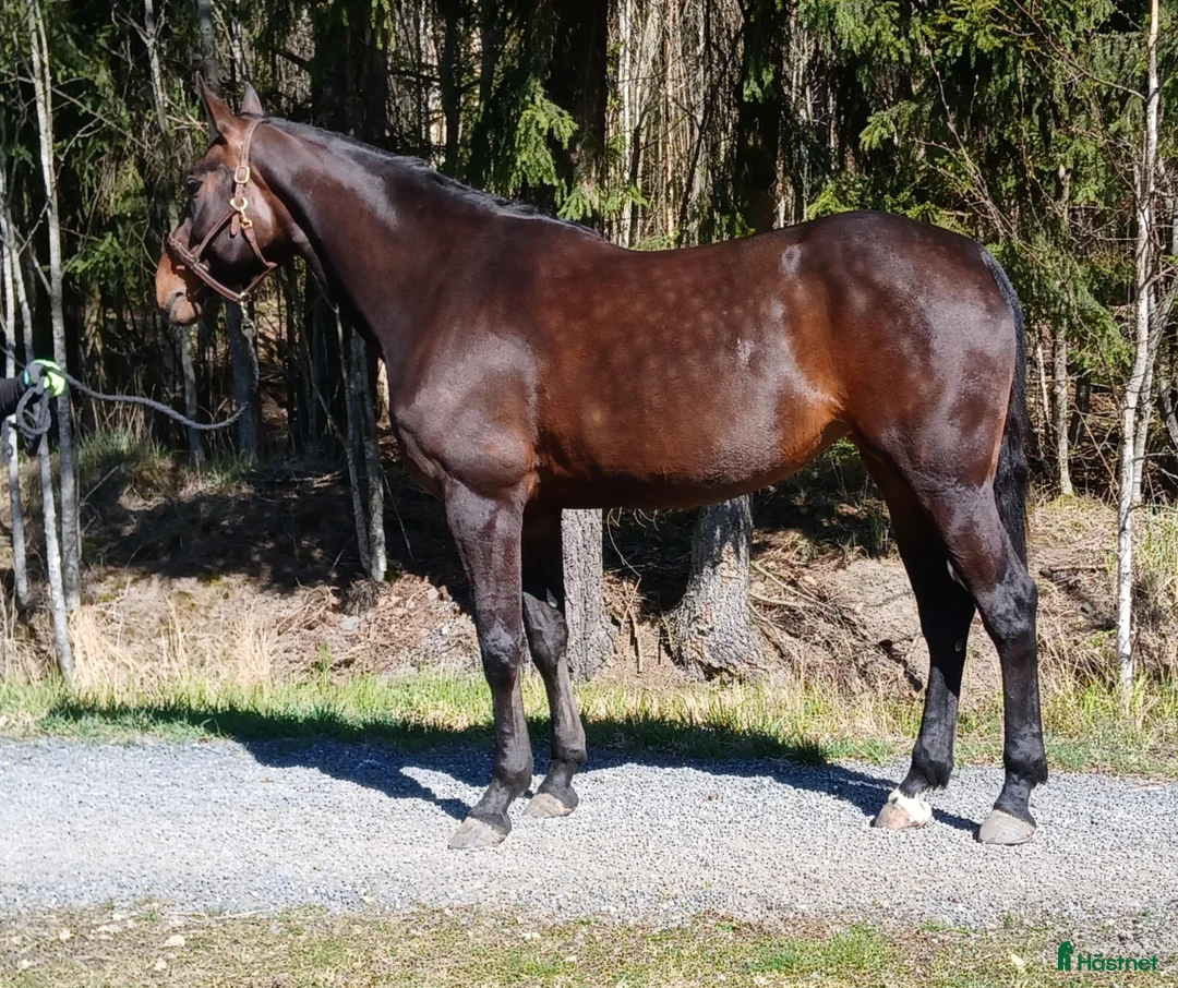 Hoppning hästar till salu: Stor sto för avel - Annons 2