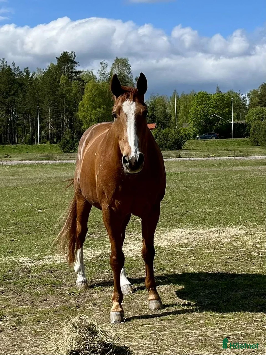  medryttarhäst finnes: Medryttare sökes till dressyrvalack - Annons 2