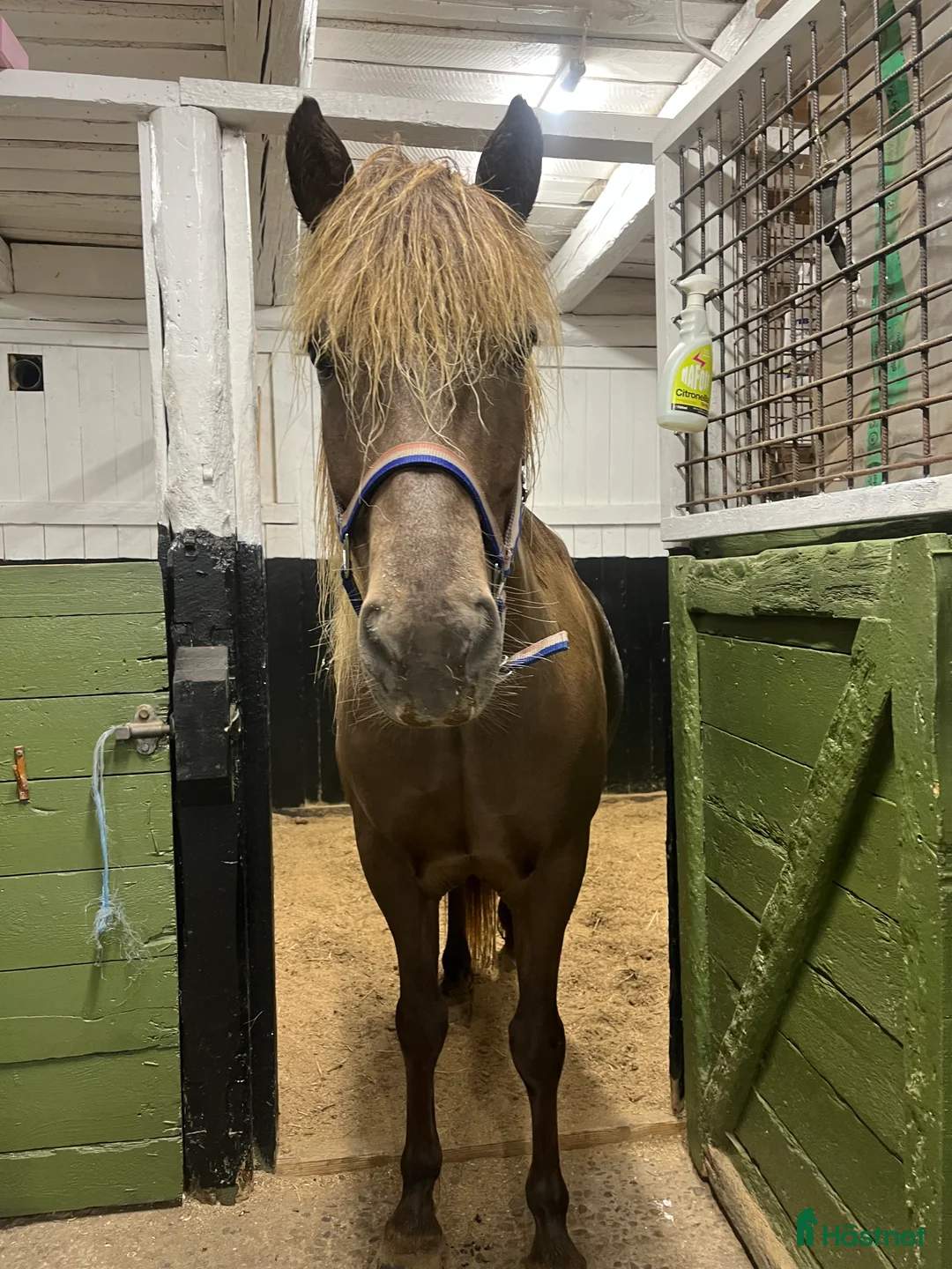  medryttarhäst sökes: Medryttare sökes  i Brottby - Annons 2